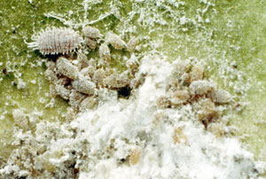 Comstock mealybug