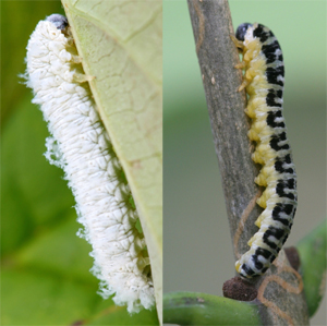 Dogwood sawfly larvae