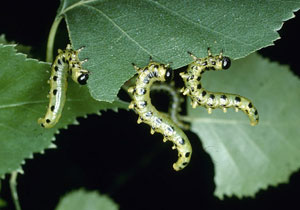 Dusky birch sawfly larvae