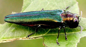 Emerald ash borer adult