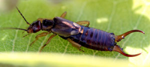 European earwig adult