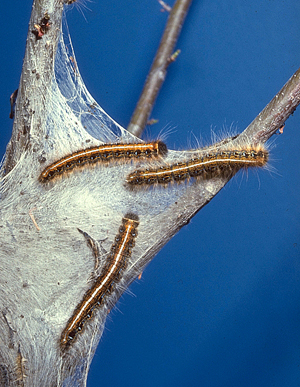 Eastern tent caterpillar