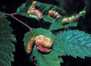 Elm cockscomb gall