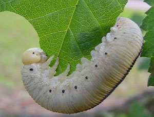 Elm sawfly larva