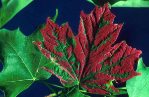 crimson erineum gall on maple leaf