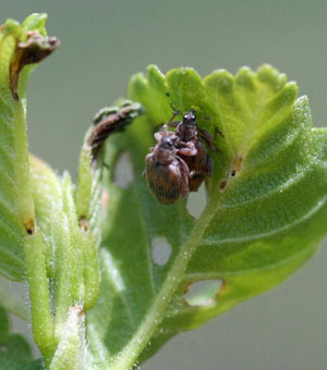 European elm flea weevil