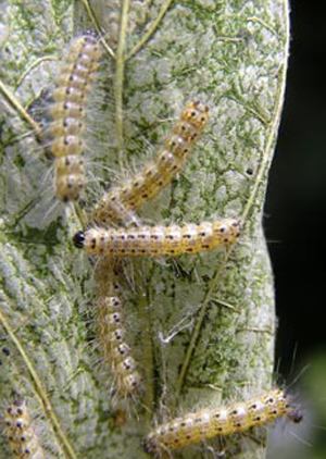 Fall webworms