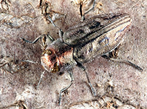 Flatheaded appletree borer