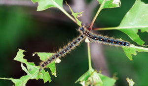 Forest tent caterpillar