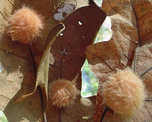 Fuzzy oak galls