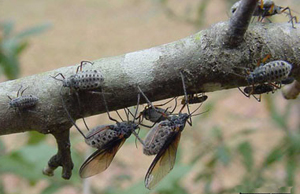 giant bark aphids