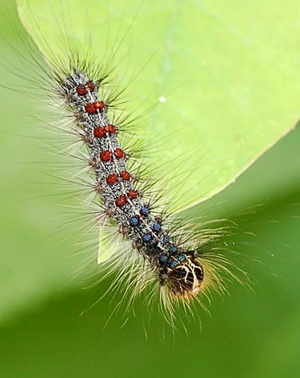 Gypsy moth larva