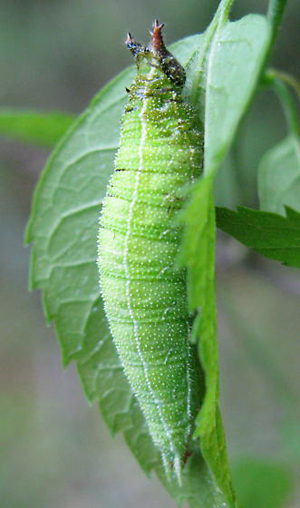 Hackberry caterpillar