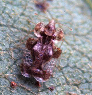 Hawthorn lace bug