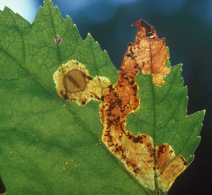 Hawthorn leafminer