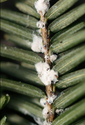 Hemlock woolly adelgid