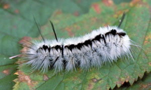 Hickory tussock moth