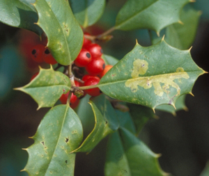 Holly leafminer