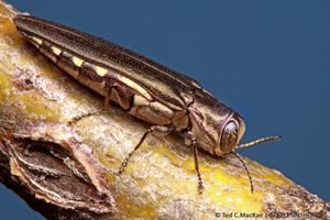 Honeylocust borer