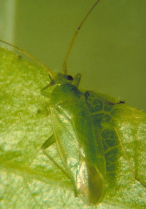 Honeylocust plant bug