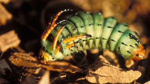 Hickory horned devil