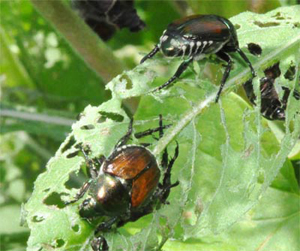 Japanese beetles