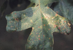 Jumping oak gall