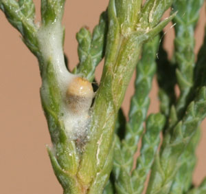 Juniper spittlebug