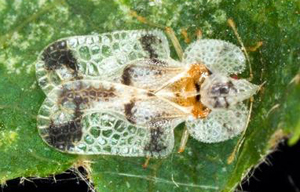 Lace bug