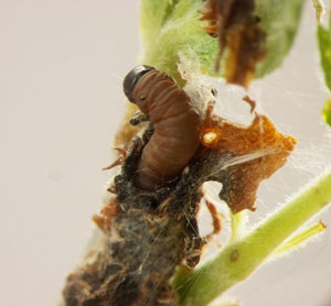 Leaf crumpler larva