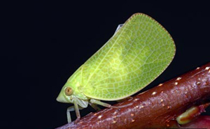 Leafhopper