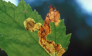 leaf miner and damage