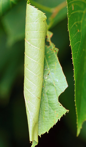 Leaf roller inside rolled leaf