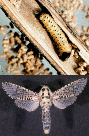 Loepard moth larva and adult
