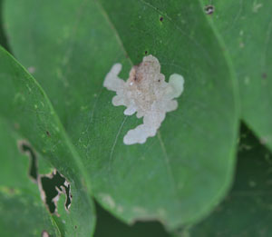 Locust leaf miner