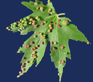 Maple bladdergalls on maple leaf