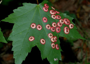 Maple eyespot gall