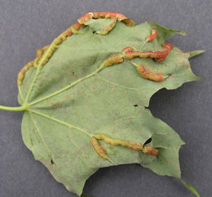 Gouty vein gall midge on maple leaf