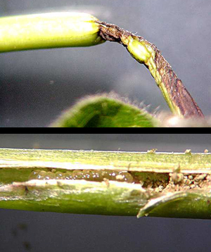 Maple petiole borer damage