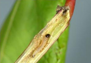 Maple shoot borer