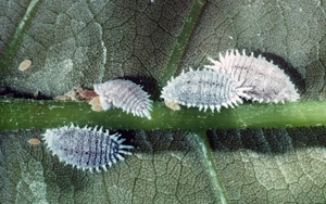 Mealybugs