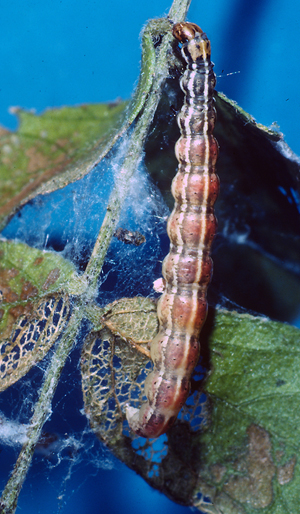 Mimosa webworm