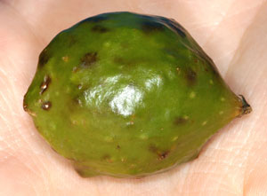 Oak apple gall