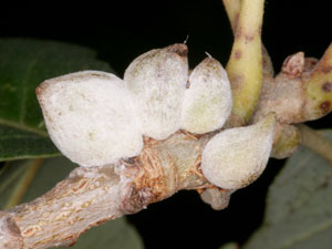 oak bullet galls