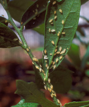 Oak leaf aphids