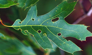 Oak shothole leafminer damage