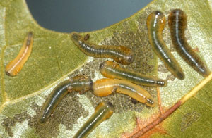 Oak slug sawfly larvae