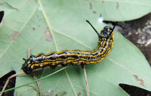 Orangestriped oakworm larva