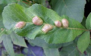 Pecan phylloxera