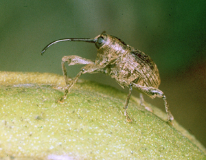 Pecan weevil adult